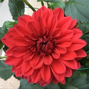 Meet your Posher, Maribel